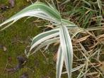 Siergras Phalaris arundinacea Picta, Tuin en Terras, Ophalen, Vaste plant, Siergrassen, Volle zon