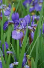 Baardirissen, Tuin en Terras, Vaste plant, Halfschaduw, Lente, Ophalen