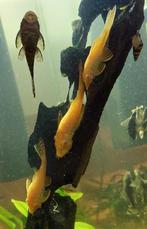 L144 ancistrus temmickii gold red eyes( man )6 a 7 cm, Dieren en Toebehoren, Vissen | Aquariumvissen, Overige typen, Zoetwatervis