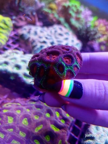Koralen zeeaquarium beschikbaar voor biedingen