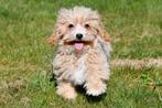 Maltipoo pups te koop, Dieren en Toebehoren, 15 weken tot 1 jaar, Overige rassen, Buitenland, CDV (hondenziekte)