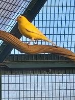 Canaris, Animaux & Accessoires, Mâle