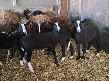 Zwartbles lammeren
