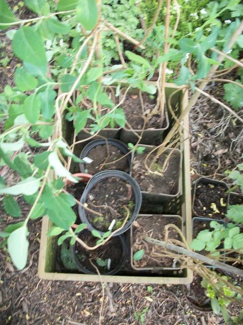 Lonicera perc. 'Belgica' - kamperfoelie, Tuin en Terras, Planten | Tuinplanten, Vaste plant, Klimplanten, Volle zon, Zomer, Ophalen