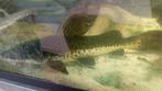 Gros poisson, Dieren en Toebehoren, Vis, Zoetwatervis