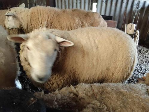 Mouton à vendre, Animaux & Accessoires, Moutons, Chèvres & Cochons, Mouton, Mâle, 0 à 2 ans