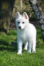 Kortharige Zwitserse Witte Herder pup, CDV (hondenziekte), Meerdere, 8 tot 15 weken, Herder
