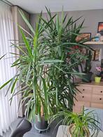 Kamerplant, Huis en Inrichting, Kamerplanten, Yucca, In pot, 200 cm of meer, Ophalen