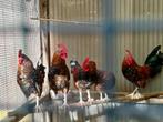 Doornikse kriel haan, Dieren en Toebehoren, Pluimvee, Mannelijk, Kip