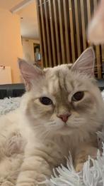 Mascarade de Neva, Animaux & Accessoires, Chatte ou Chat, Vermifugé, 0 à 2 ans