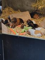 Cavia's beertjes, Dieren en Toebehoren, December, Mannelijk, Cavia