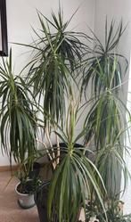 Dracaena Marginata Dragon is, Autres espèces, En pot, 150 à 200 cm, Enlèvement