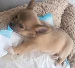 Chihuahua pup langharig, België, Fokker | Hobbymatig, Meerdere, Chihuahua