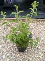 Budleya Davidii black knight, Ophalen