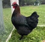 Maran kippen jonge hennen beschikbaar, Dieren en Toebehoren, Pluimvee, Vrouwelijk, Kip