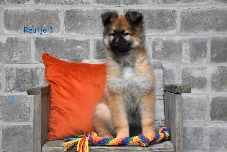 Kruising Herder pupjes, Animaux & Accessoires, Chiens | Sans pedigree, Grand, Plusieurs animaux, Éleveur | Professionnel, Plusieurs