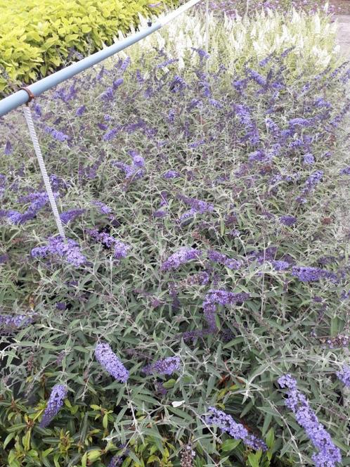 Vlinderstruik - Buddleja davidii 'Pink Delight, Tuin en Terras, Planten | Tuinplanten, Ophalen