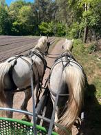 Tweespan lippizaners, Animaux & Accessoires, Chevaux, Hongre, Ne s'applique pas, Cheval d'attelage