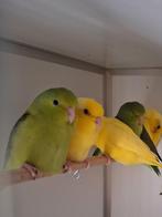 Forpus Coelestis (Sperling, Grijsrugdwergpapegaai), Plusieurs animaux, Perroquet nain ou Inséparable, Bagué