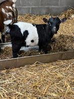 Dwerggetjes, Dieren en Toebehoren