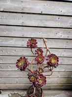 Vetplant in pot.10€, Huis en Inrichting, Kamerplanten, Ophalen, Vetplant, In pot