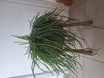 Prachtige hangplant, Ophalen