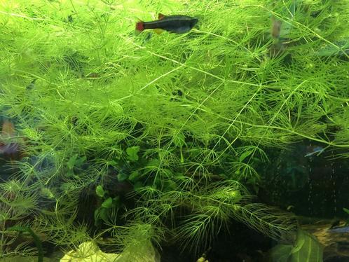 Hornwort (ceratophyllum), Animaux & Accessoires, Poissons | Poissons d'aquarium