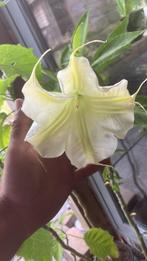 Brugmansia / Engelentrompet - WIT, Ophalen