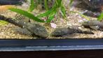 Pleco, ruitenkuiser, ancystrus: grootste 7-8 cm, Dieren en Toebehoren, Vis, Zoetwatervis