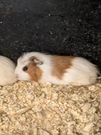 Cavia, Dieren en Toebehoren, Knaagdieren, Juli, Cavia
