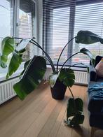 Plant Strelitzia Nicolai +- 1m50 hoog, Enlèvement