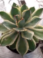 mooie agave, Ophalen