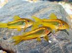 Corydoras gold lazer   bodemkuisers, Dieren en Toebehoren, Vissen | Aquariumvissen