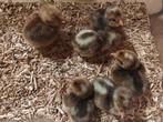 Kuikentjes, Dieren en Toebehoren, Pluimvee