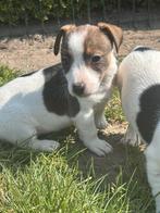 Mooie Jack Russel pups, Dieren en Toebehoren, Honden | Jack Russells en Terriërs, België, Jack Russell Terriër, CDV (hondenziekte)