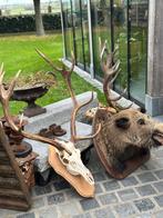 Oude jacht trofee, Ophalen