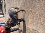 Kinderpony, Dieren en Toebehoren, Pony's, Hengst, 0 tot 2 jaar