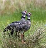 Gezocht: 0-2 hoenderkoeten, Dieren en Toebehoren