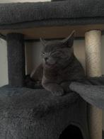 Britse Korthaar kittens Te Koop, Ophalen