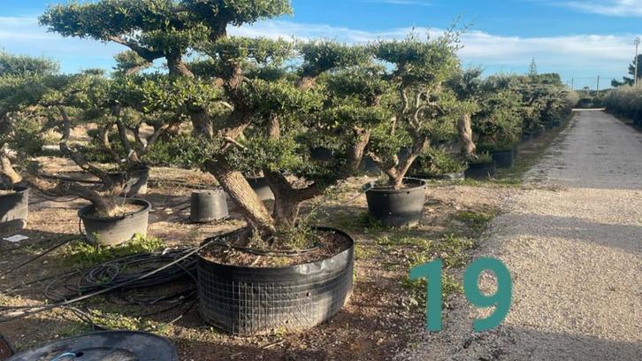 ‼️mega olijfboom olea europaea plato aan stuntprijzen ‼️, Tuin en Terras, Planten | Bomen, Olijfboom, Ophalen