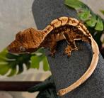 0.0.1 wimpergekko harlequin, Dieren en Toebehoren, Met terrarium
