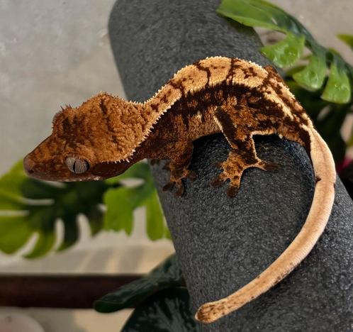 0.0.1 wimpergekko harlequin, Dieren en Toebehoren, Reptielen en Amfibieën, Met terrarium