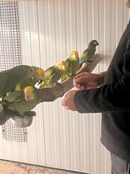 Handtamme amazones, Dieren en Toebehoren, Vogels | Parkieten en Papegaaien, Meerdere dieren, Papegaai, Geringd
