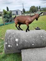 Jonge dwerggeit, Dieren en Toebehoren, Schapen, Geiten en Varkens