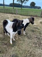 2 mooie lieve shetlandpony hengstjes zijn een jaar oud, Dieren en Toebehoren, Ophalen of Verzenden