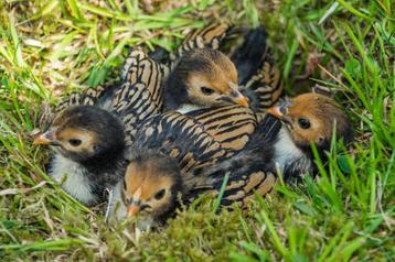 Poussins de race Sebright