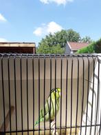 Grijsrug forpus, Dieren en Toebehoren, Meerdere dieren, Papegaai, Geringd