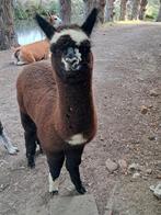 Alpaca hengstje, Dieren en Toebehoren, April, Mannelijk