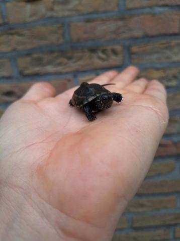 Baby waterschildpadjes chinese driekiel