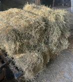 Kleine botjes hooi 1ste keuze, Dieren en Toebehoren, Ophalen